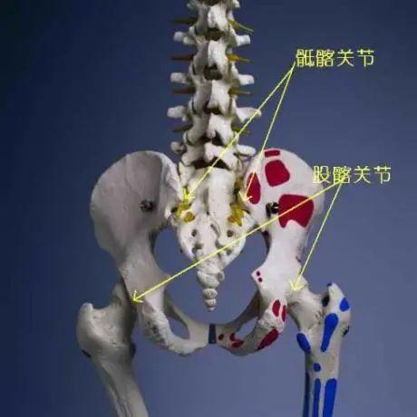 强直性脊柱炎是腰的哪里疼