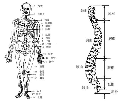 强直性脊柱炎早期白天腰会疼吗