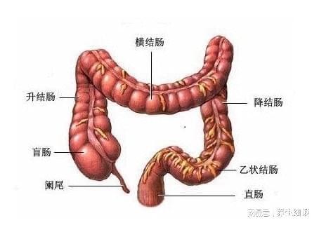 溃疡性结肠炎食疗方法