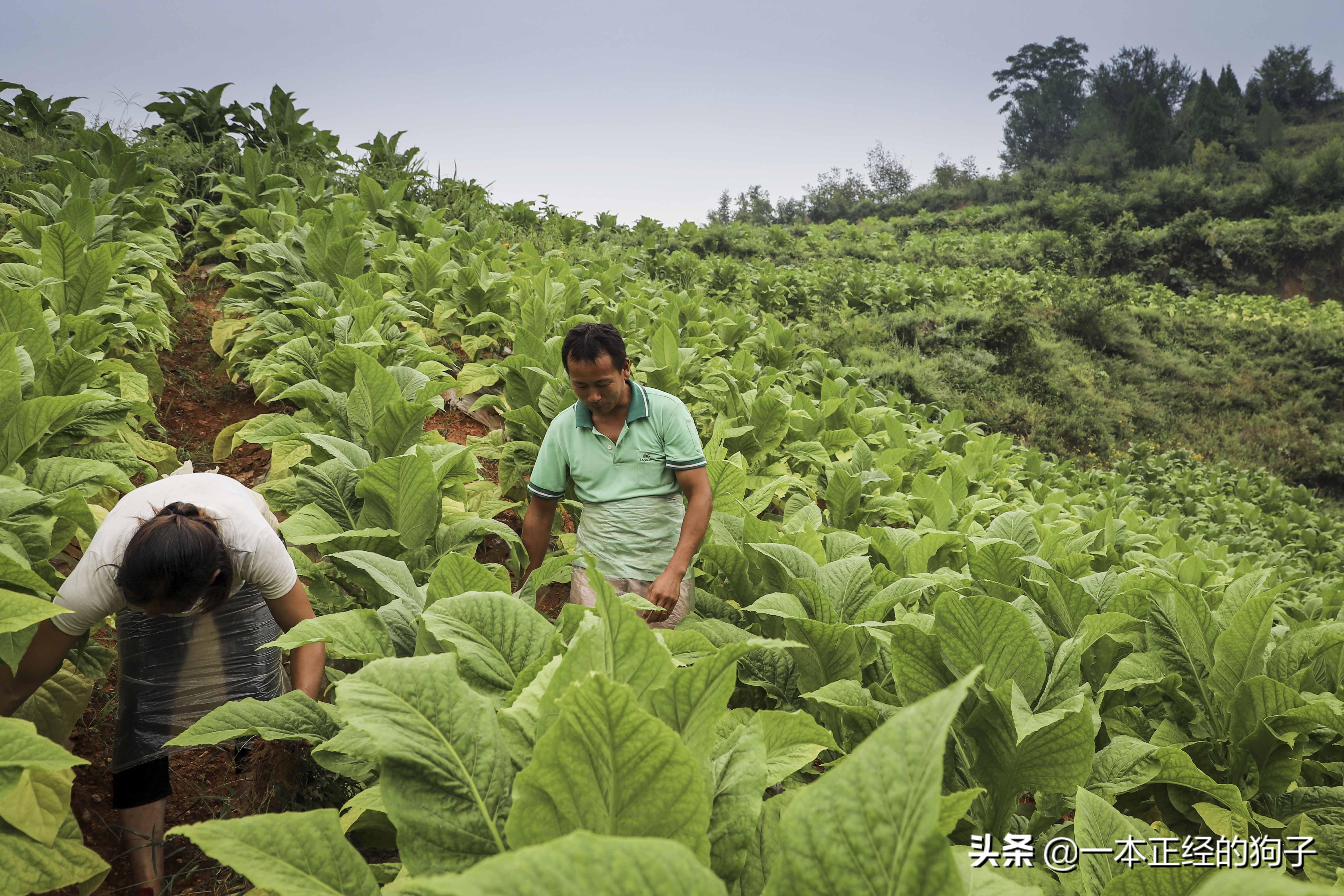 河南10岁女孩每天靠吃“伟哥”续命，医生：药千万不能停