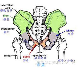 骶髂关节痛就是强直性脊柱炎吗