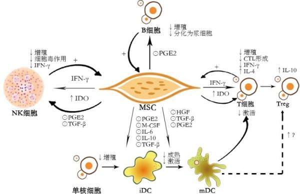 肠炎克雷伯菌与强直性脊柱炎