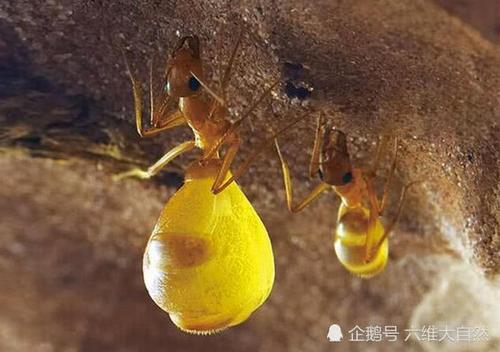 蜂蜜配蚂蚁能治疗强直性脊柱炎