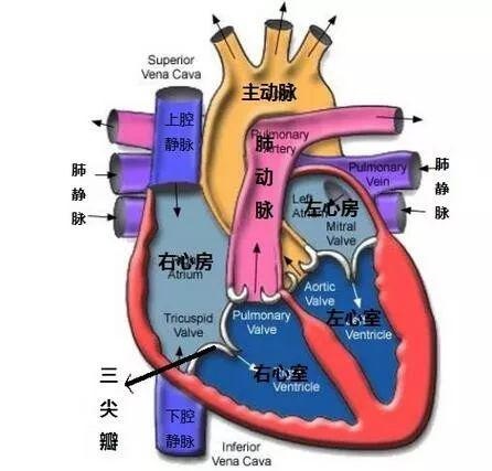 8岁女孩买壮阳药，称这是“救命药”！其背后真相让人落泪