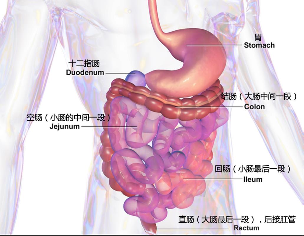 溃疡性结肠炎能吃酸性水果吗