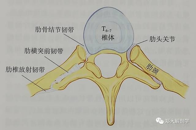 背后胸椎痛是强直性脊柱炎吗