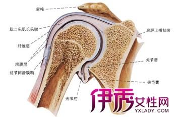 强直性脊柱炎前后纵韧带