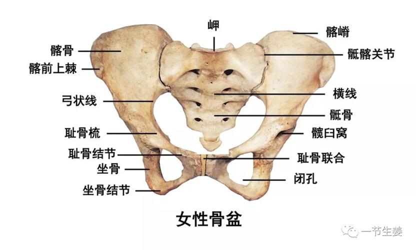 强直性脊柱炎臀部疼