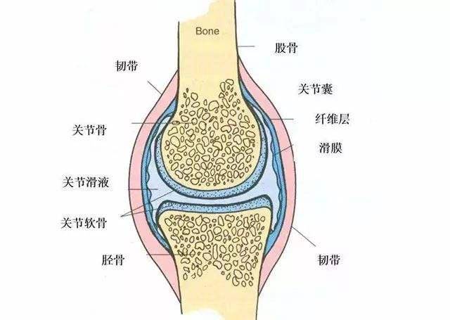 双髋滑膜炎和强直性脊柱炎的区分