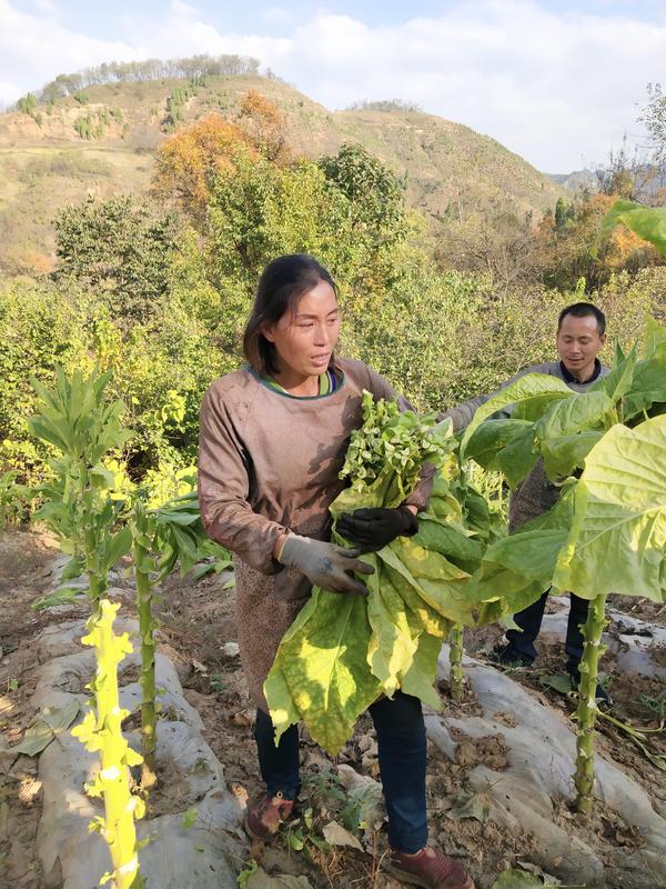 三门峡10岁女孩患重病4年，靠吃“伟哥”续命！