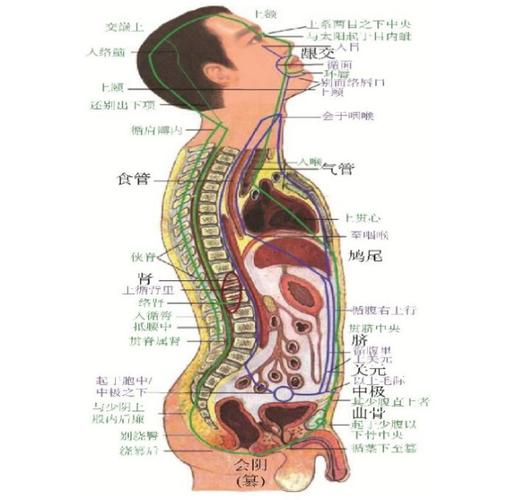 强直性脊柱炎穴位反应点