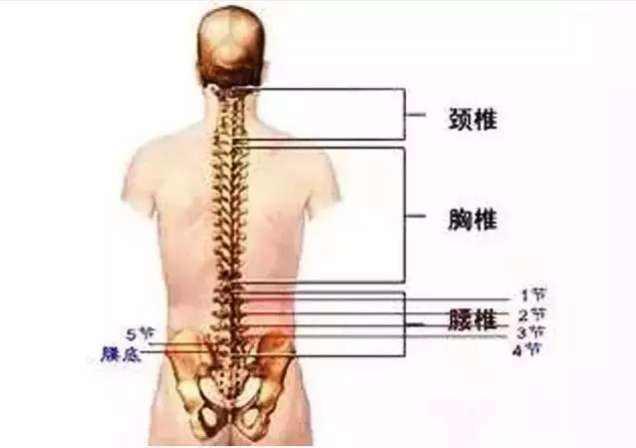 强直性脊柱炎和类风湿