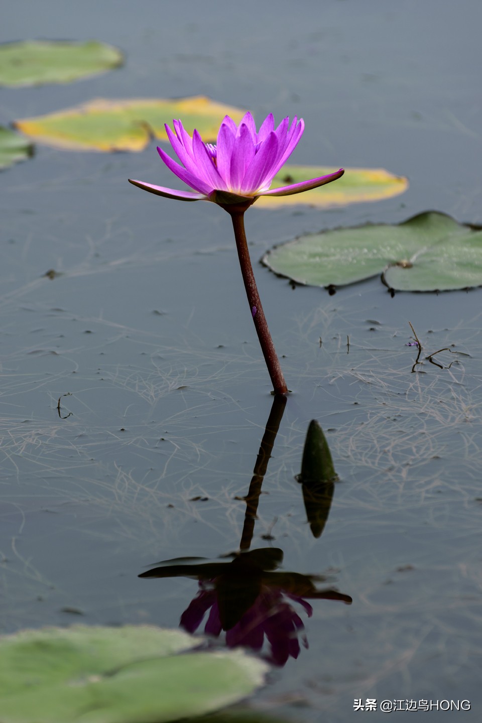 究竟有没有蓝莲花