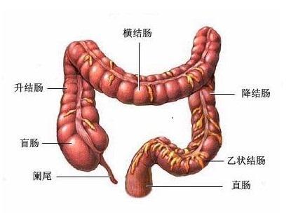 溃疡性结肠炎大便形态