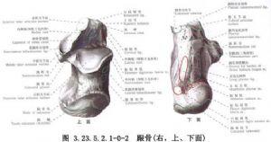 10岁男孩强直性脊柱炎脚后跟疼