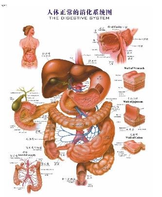 溃疡性结肠炎属于肠道感染吗