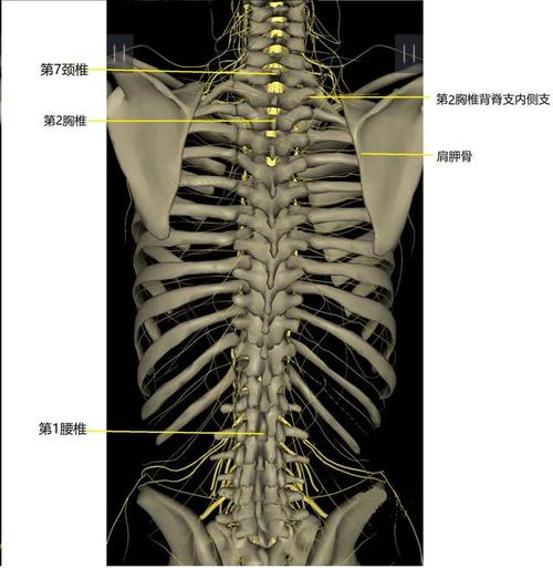 颈椎病和强直性脊柱炎怎么锻炼