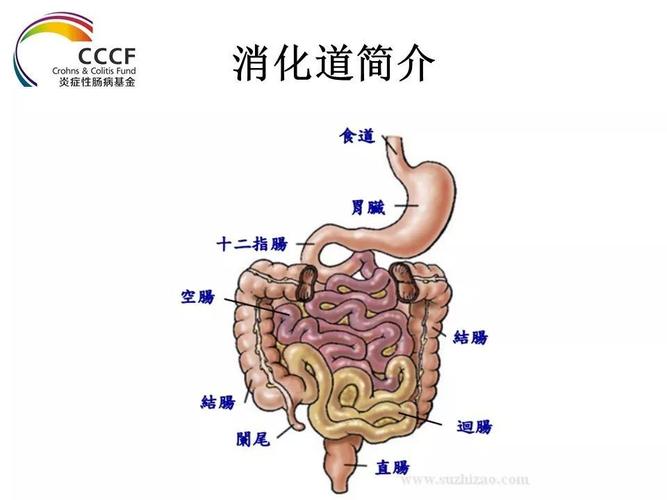 溃疡性结肠炎指南