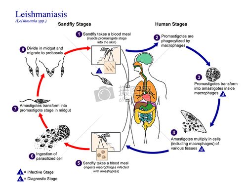 利什曼原虫病