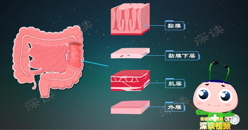 直肠乙状结肠炎与溃疡性结肠炎