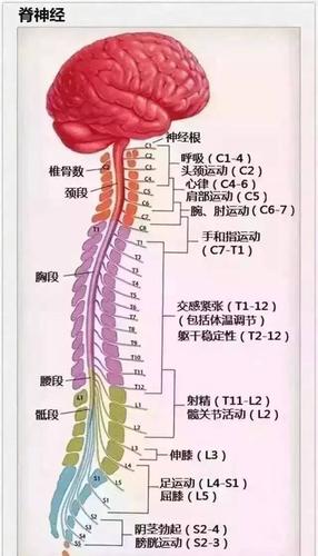 肋骨疼和强直性脊柱炎有关系吗