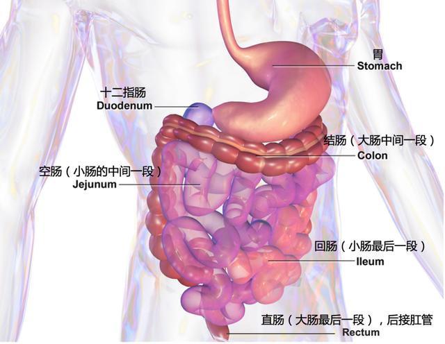 大便成形是溃疡性结肠炎吗