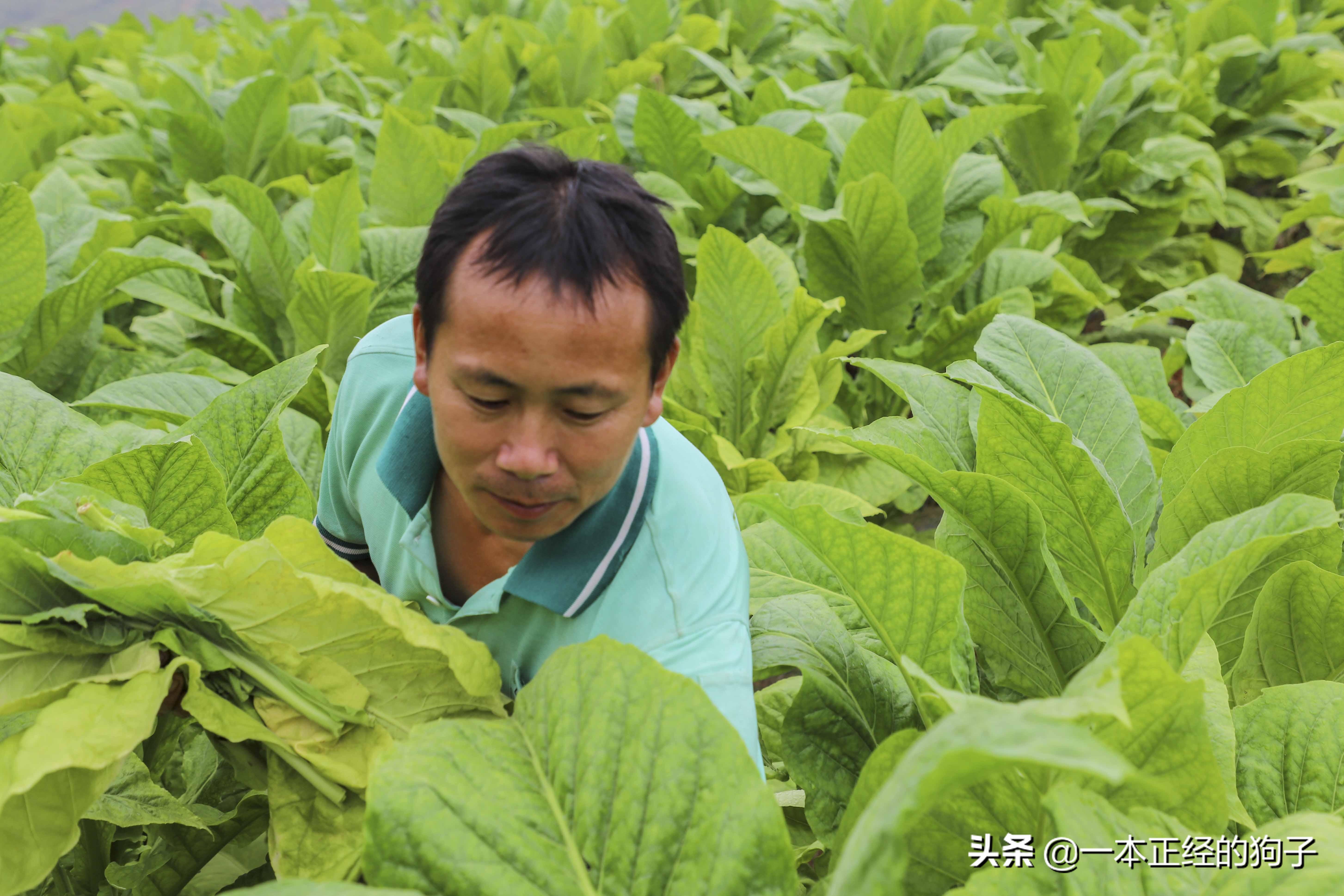 河南10岁女孩每天靠吃“伟哥”续命，医生：药千万不能停