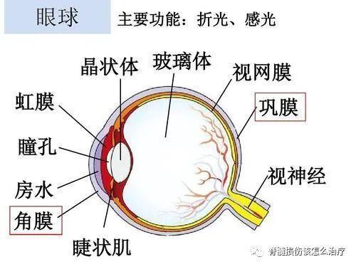 视神经脊髓炎