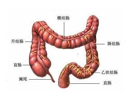 溃疡性结肠炎免疫力