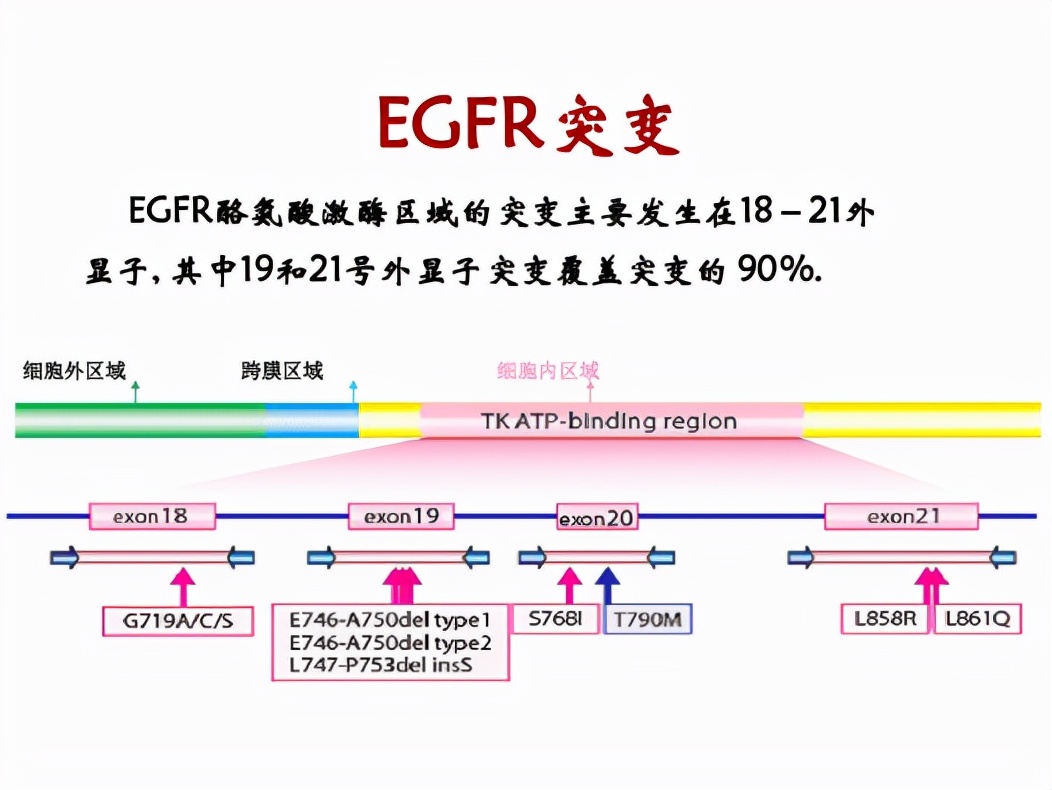 吃靶向药导致“肝损伤”，要暂停服药吗？如何防治靶向药副作用？