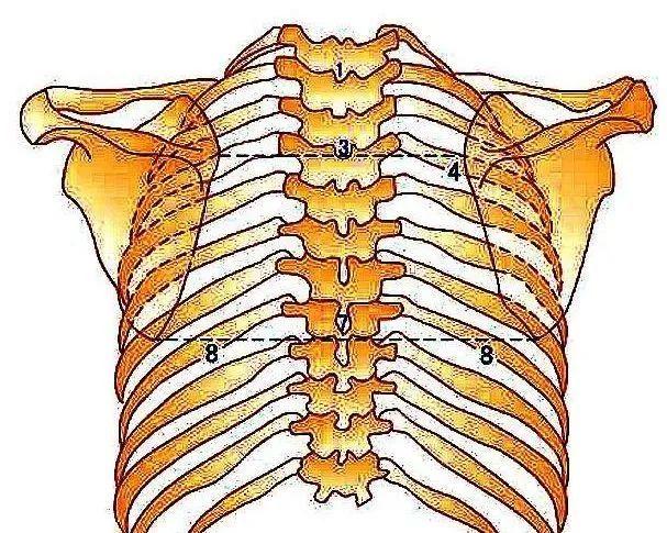 强直性脊柱炎从胸椎发病
