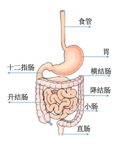 溃疡性结肠炎实验小鼠结肠长度