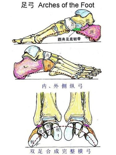 脚外侧骨头疼是强直性脊柱炎吗