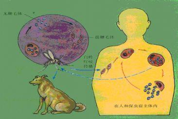 利什曼原虫病