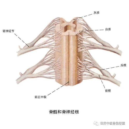 腰骶神经根炎发展为强直性脊柱炎