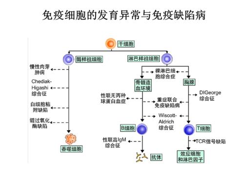 原发性联合免疫缺陷