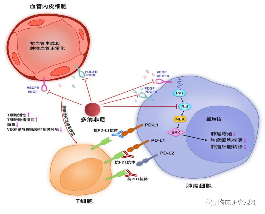 索拉非尼耐药后换索坦_索拉非尼的耐药性_索拉非尼价格