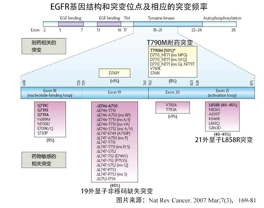 厄洛替尼片和盐酸厄洛替尼_吉非替尼片副作用及治疗方法_盐酸丁咯地尔片副休作用