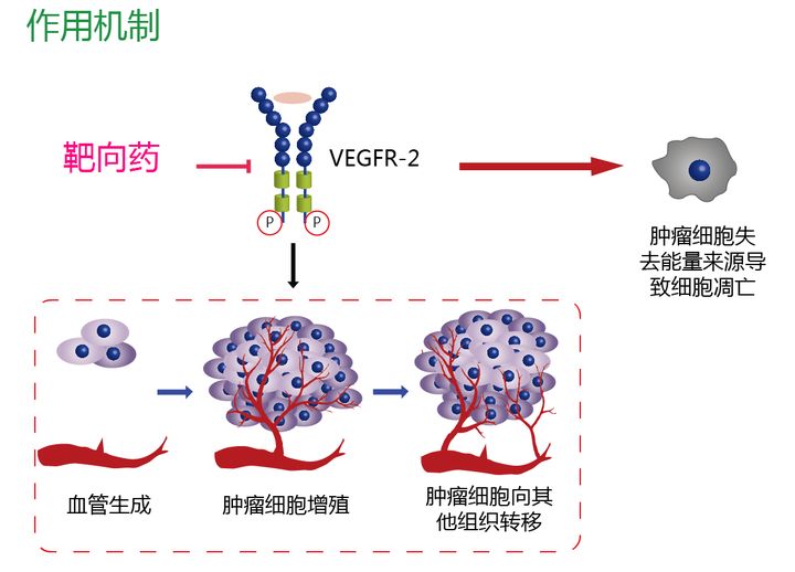 克唑替尼一般多久耐药_肺结核为什么容易耐药_吉非替尼什么类型容易耐药