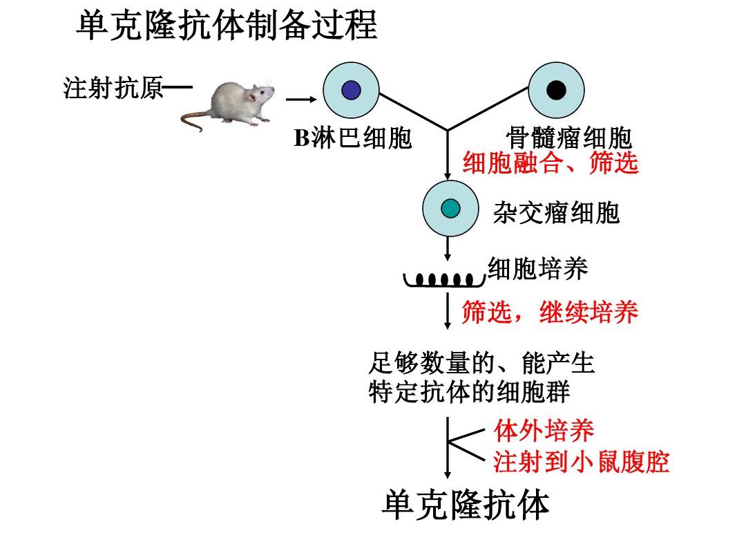 贝伐珠单抗治疗肺腺癌_贝伐珠单抗_贝伐珠单抗抗癌机制