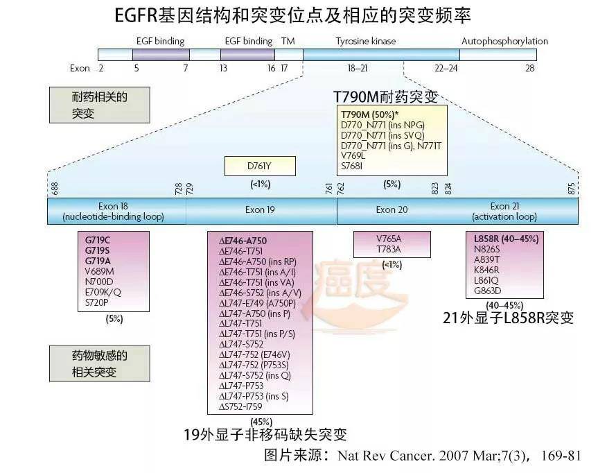 奥希替尼都有哪里产的_印度9291奥希替尼图片_奥希替尼哪个时间段服用最合适