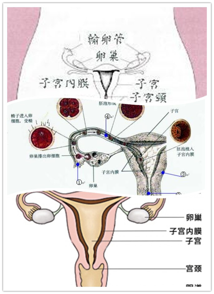 贝伐单抗-阿瓦斯汀大陆卖多少钱?_贝伐珠单抗是化疗吗_贝伐单抗有几代