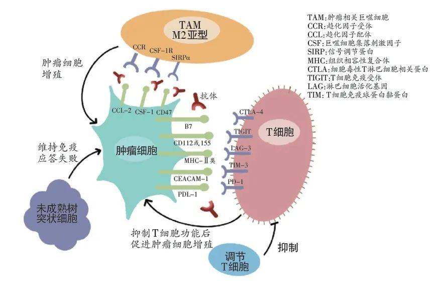 贝伐珠单抗赠药_贝伐珠单抗多少钱一支_贝伐珠单抗化疗后久可手术