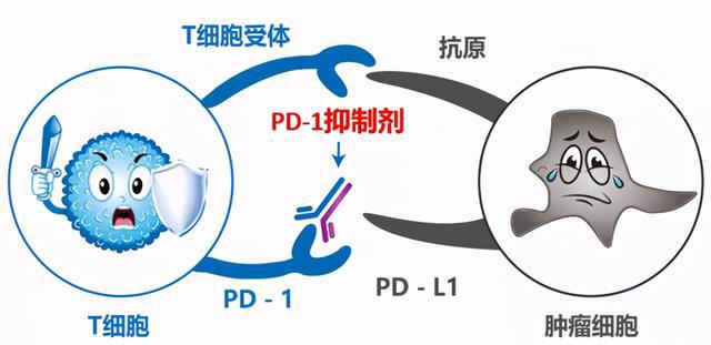 肺癌药物靶向药物龙头_乳腺癌靶向治疗周期_吉非替尼靶向药物作用细胞周期