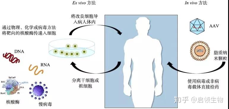 晚期肺鳞癌吉非替尼_肺鳞癌晚期症状有哪些_晚期肺鳞癌不能放化疗