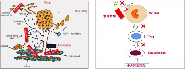 贝伐珠单抗报销条件_贝伐珠单抗靶向是啥_卵巢癌治疗用贝伐珠单抗报销吗