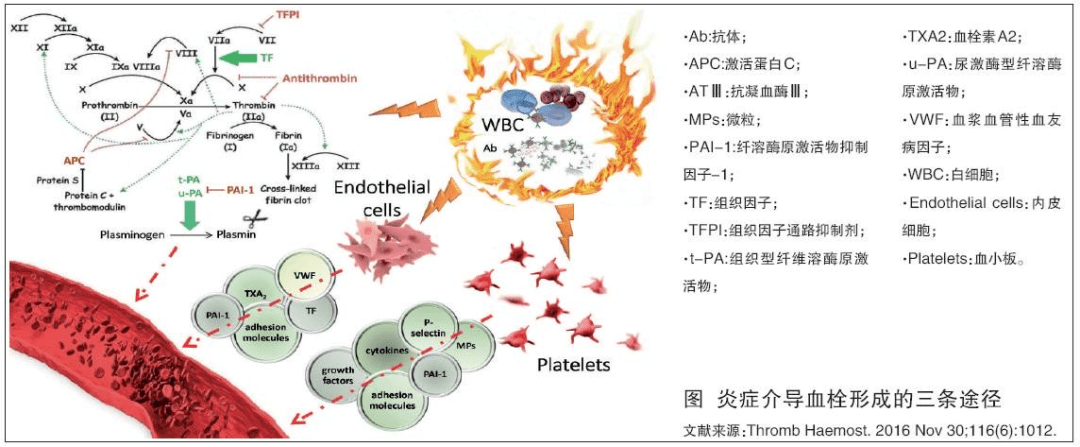 贝伐珠单抗靶向是啥_贝伐珠单抗不良反应_贝伐珠单抗延长生命