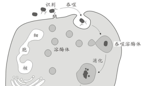 贝伐珠单抗延长生命_贝伐珠单抗的副作用_结肠癌晚期 贝伐珠单抗