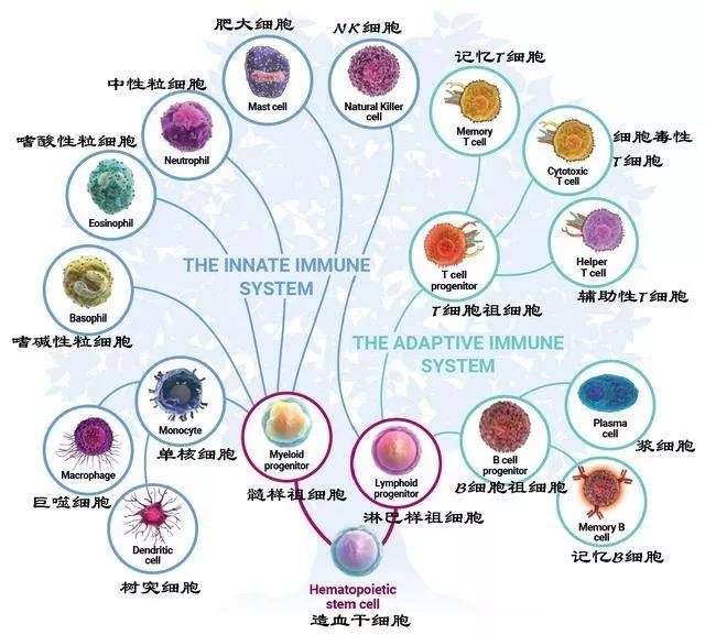 结肠癌晚期 贝伐珠单抗_贝伐珠单抗的副作用_贝伐珠单抗延长生命