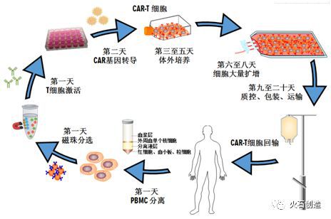 贝伐单抗能不能杀死癌细胞_贝伐珠单抗是化疗药吗_西妥昔单抗贝伐单抗